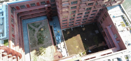 Thumbnail van Noordbaak